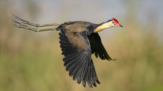 Untitled wildlife artwork