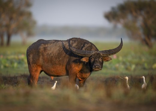 Untitled wildlife artwork