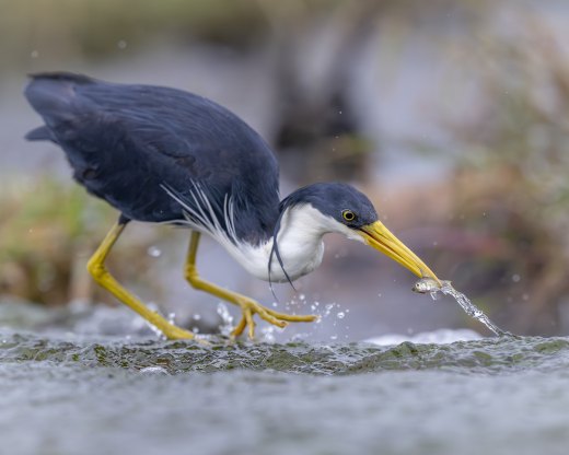 Untitled wildlife artwork