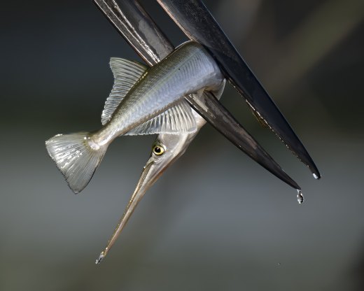 Jabiru with Longtom