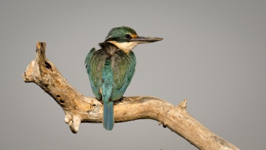 Untitled wildlife artwork