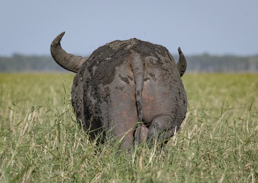 Untitled wildlife artwork