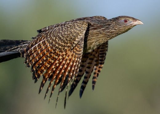 Untitled wildlife artwork