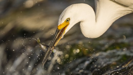 Untitled wildlife artwork