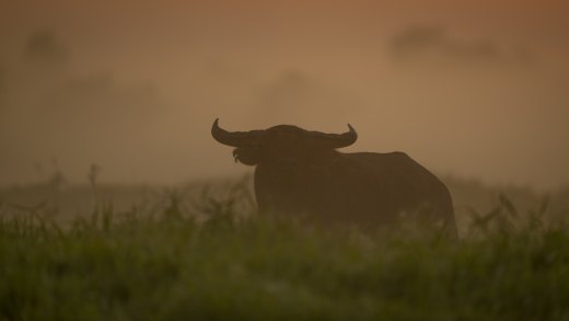 Untitled wildlife artwork