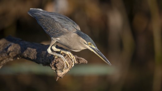 Untitled wildlife artwork