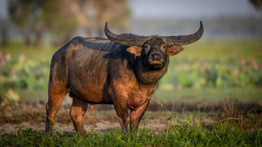 Untitled wildlife artwork