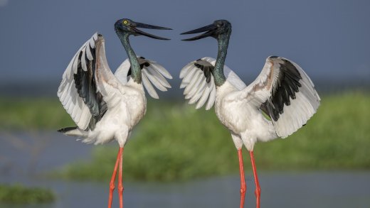 Untitled wildlife artwork