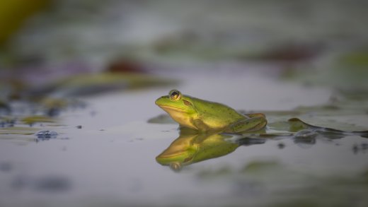 Untitled wildlife artwork