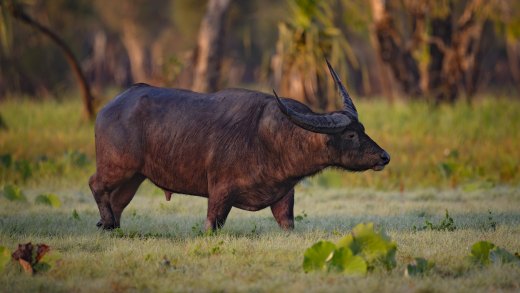 Untitled wildlife artwork
