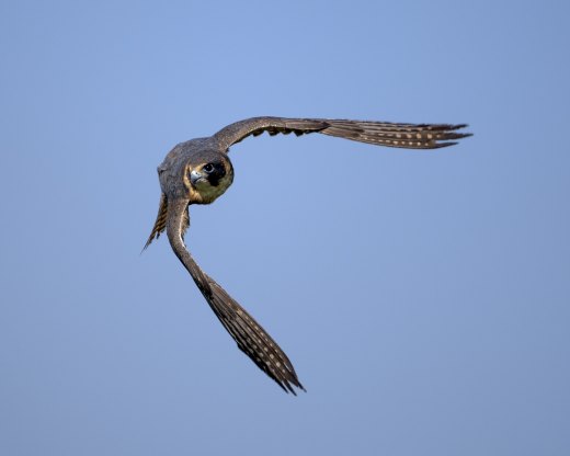 Hobby Turn