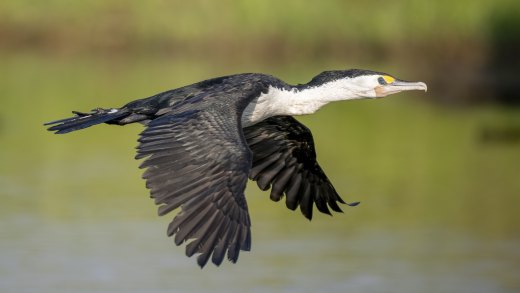 Untitled wildlife artwork
