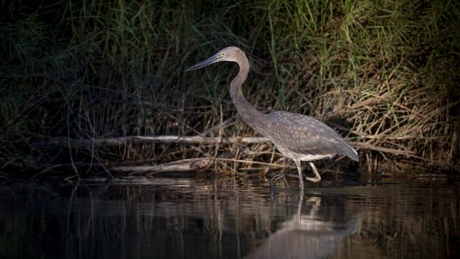 Untitled wildlife artwork