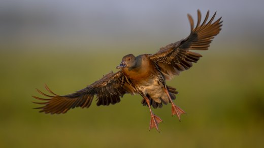 Untitled wildlife artwork