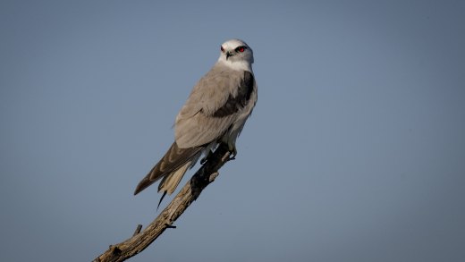 Young Black-shouldered Kite