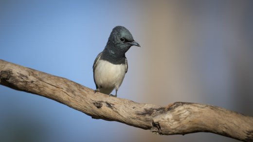 Untitled wildlife artwork