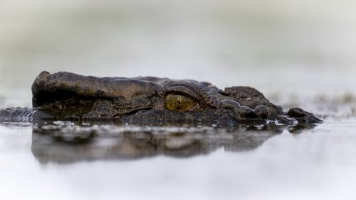 Untitled wildlife artwork