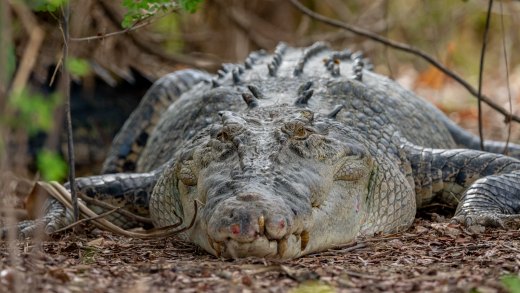 Untitled wildlife artwork