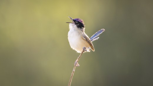 Untitled wildlife artwork