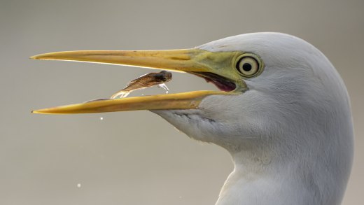 Untitled wildlife artwork