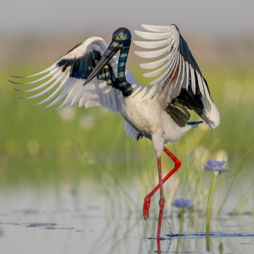 Elegant Dancer