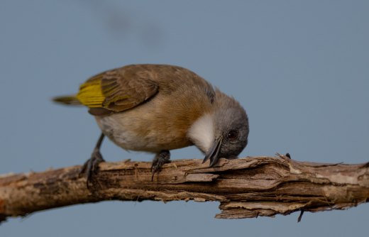 Untitled wildlife artwork