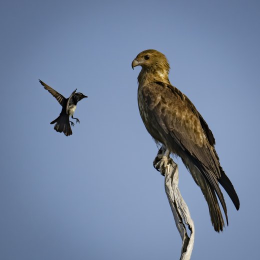 David and Goliath