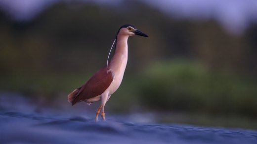 Untitled wildlife artwork