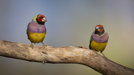 Untitled wildlife artwork