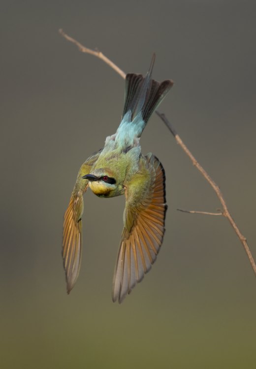 Untitled wildlife artwork