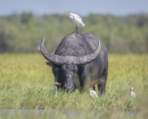 Untitled wildlife artwork