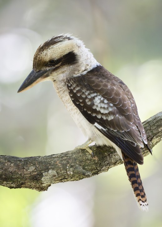 Untitled wildlife artwork