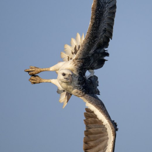 Untitled wildlife artwork