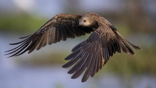 Untitled wildlife artwork