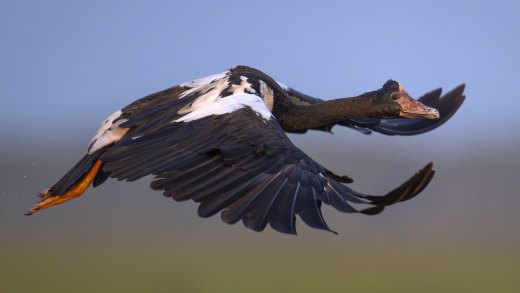 Untitled wildlife artwork