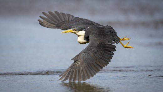 Untitled wildlife artwork