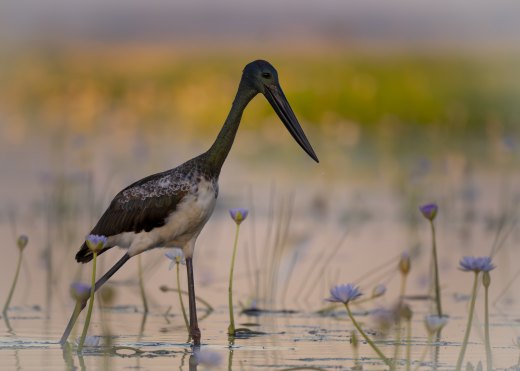 Untitled wildlife artwork