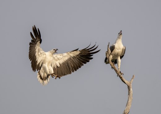 A greeting of Eagles