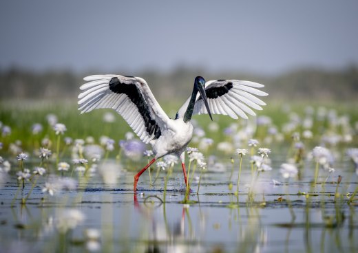 Untitled wildlife artwork