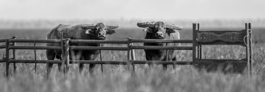 Untitled wildlife artwork