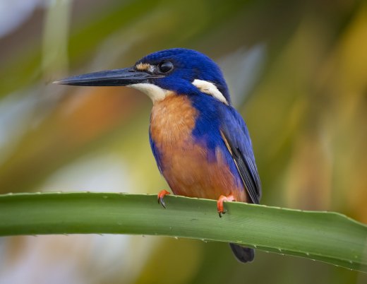Untitled wildlife artwork