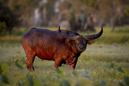 Untitled wildlife artwork