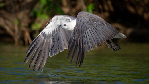Low flier