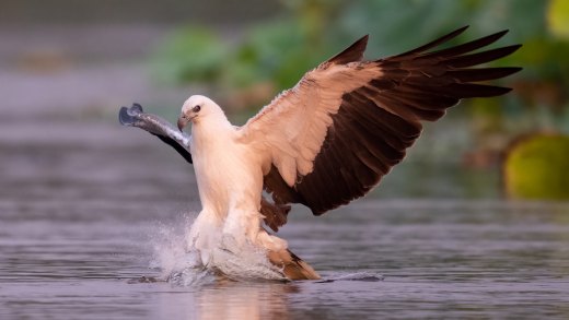 Untitled wildlife artwork