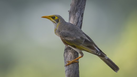 Yellow-throated Miner