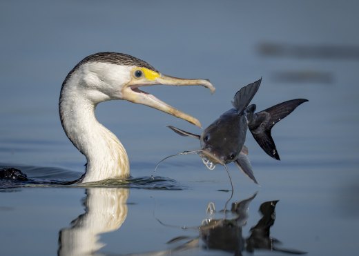 Untitled wildlife artwork