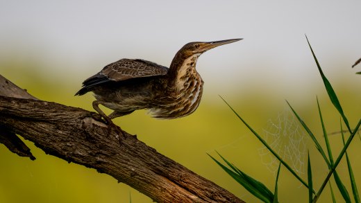Untitled wildlife artwork