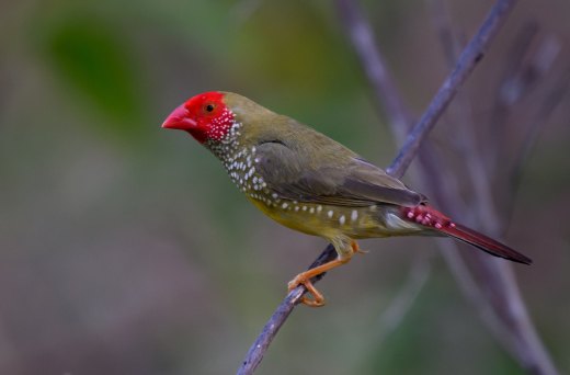Untitled wildlife artwork