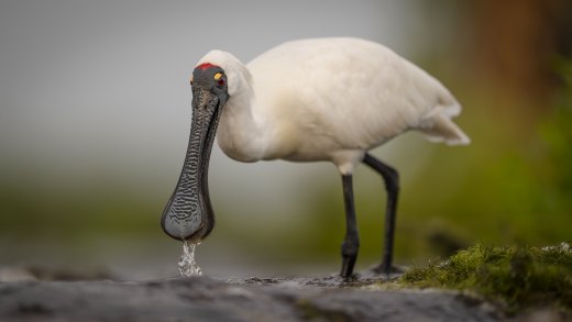 Untitled wildlife artwork