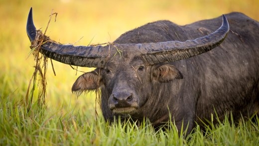 Untitled wildlife artwork